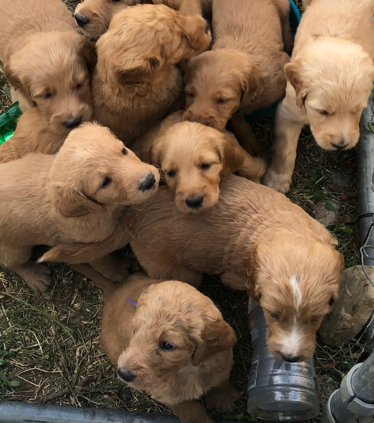 Sweet, Smart, Cute Loving, Labradoodle  Sweet, Smart, Cute Loving, Labradoodle Puppies! Only 7 left! Almost 8 weeks old. $1500 Call and pick the perfect puppy for you today!! 208-651-0182 Athol More pictures on Facebook: HarmonyLabradoodles4you