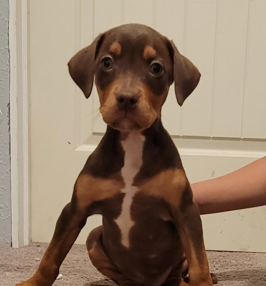 Born 11/18/2022 staffy/doberman puppies. I  Born 11/18/2022 staffy/doberman puppies. I am looking to re-home these adorable like guys. I can be contacted at 208-449-3529