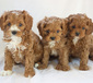 F1 CAVAPOO PUPPIES <br>Born 06/13/22  F1 CAVAPOO PUPPIES  Born 06/13/22 Current shots, vet checked, leash & crate training. Parents OFA certified. $2,500 each. Plains, MT Call or text:   (406) 242-0634 Website: www.cuddlycompanions.co