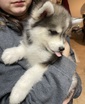  SELLING POMSKY PUPPY <br>   SELLING POMSKY PUPPY <br> Come meet an amazing Pomsky puppy. He is vet checked and healthy! Fun and playful loves kids and is super social. This precious puppy comes with the whole puppy package. Please call for more information.  <br> 2089642078 