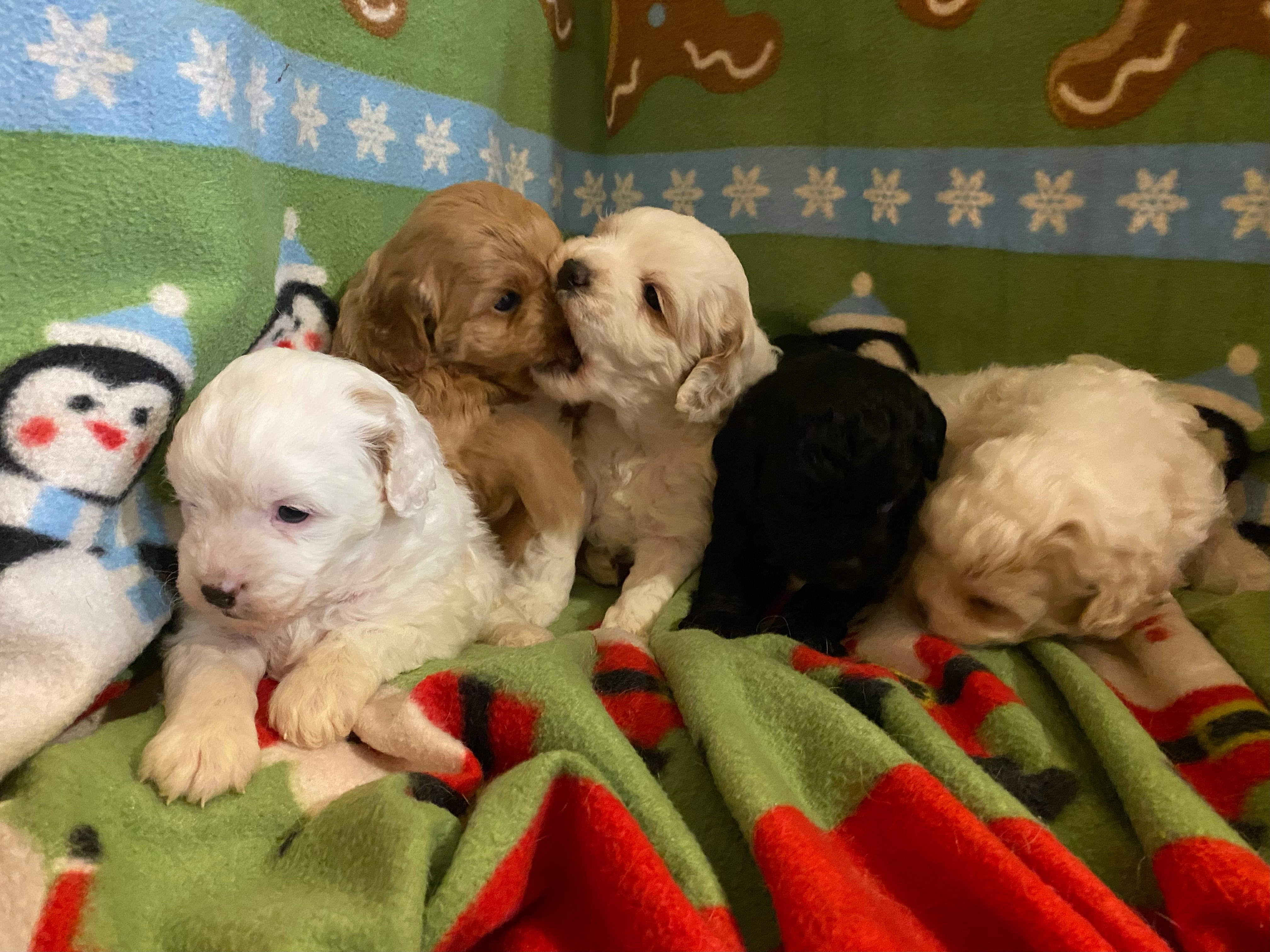 Cockapoo Puppies 8 weeks old.  Cockapoo Puppies 8 weeks old. $1200 ea. Males and Females. Shots and Wormed. Call 406-560-1251