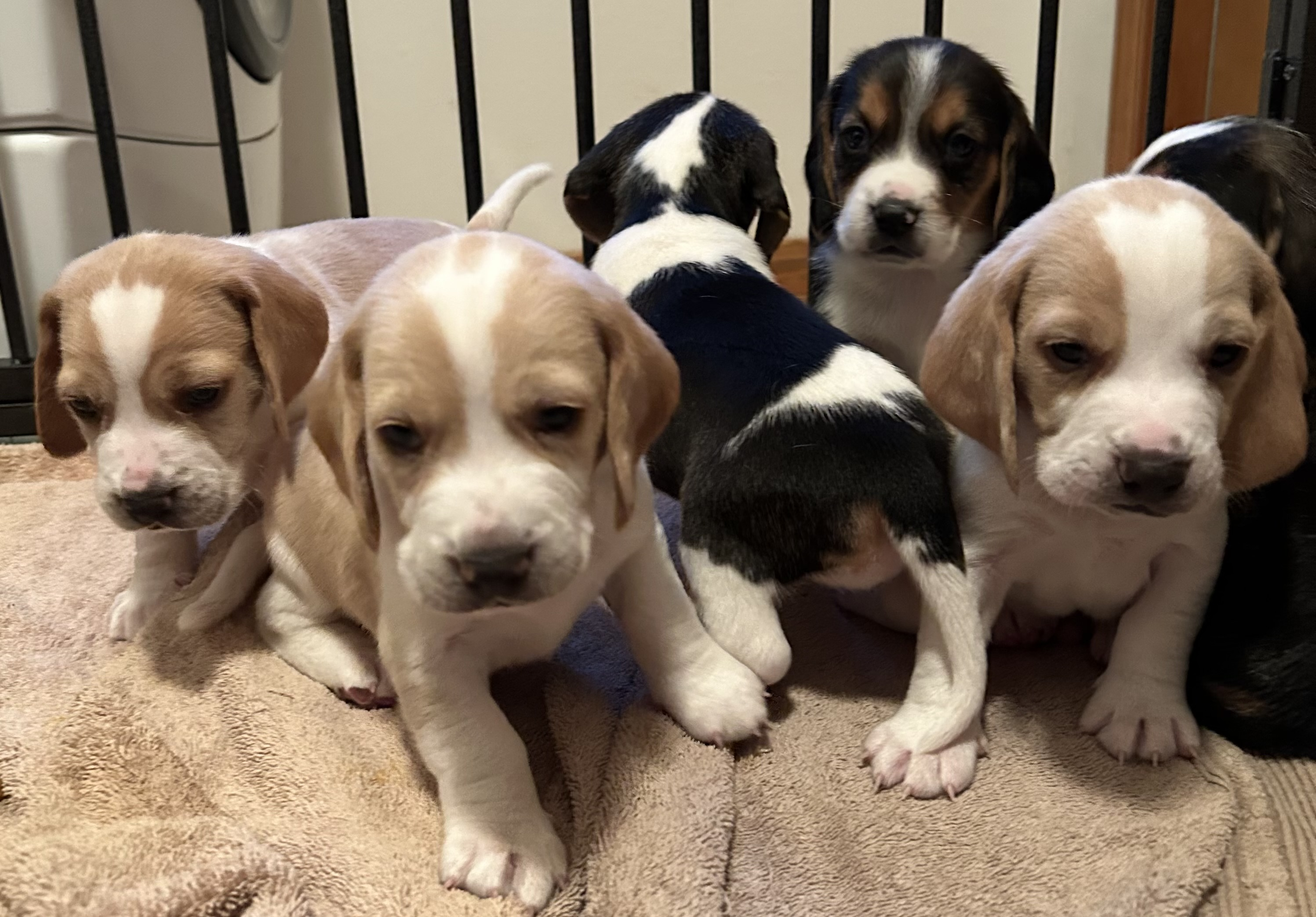 Beagle Puppies Ready for Easter!  Beagle Puppies Ready for Easter! Beautiful, soft AKC 13 inch. Parents are loved & raised as part of the family. Excellent temperament. 406-370-4196 Stevensville, MT