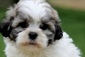 TEDDY BEAR <br> Teddy TEDDY BEAR <br> Teddy Bear puppies ready for their forever home. Non-shedding, hypoallergenic, excellent bloodlines, both parents on site, max weight 9-10 lbs, 8 weeks old, vet checked, located in CDA. $500 <br>Text 406-570-8806 <br> 4065708806