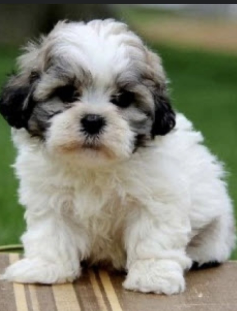 TEDDY BEAR Teddy Bear puppies TEDDY BEAR Teddy Bear puppies ready for their forever home. Non-shedding, hypoallergenic, excellent bloodlines, both parents on site, max weight 9-10 lbs, 8 weeks old, vet checked, located in CDA. $500 Text 406-570-8806