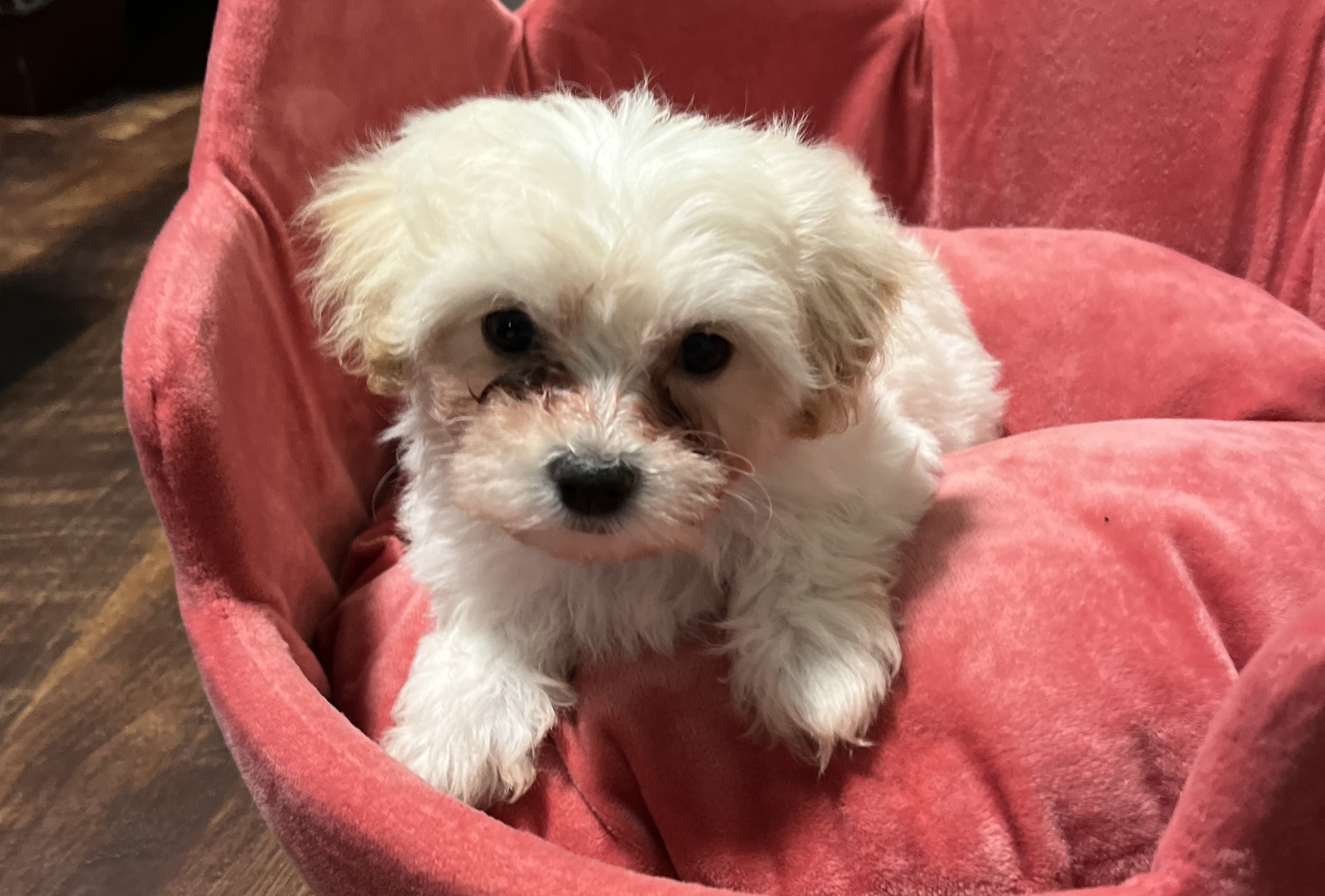 Sacbee Classified Ads Pets