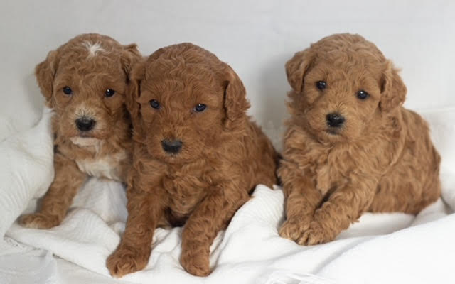 MINIATURE F1B GOLDENDOODLES Born 12/06/22  MINIATURE F1B GOLDENDOODLES Born 12/06/22 Current shots, vet check, health guarantee, leash and crate training. Parents OFA certified. $2,500 each. Taking deposits. Plains, MT Call or text: (406) 242-0634 Website: www.cuddlycompanions.co