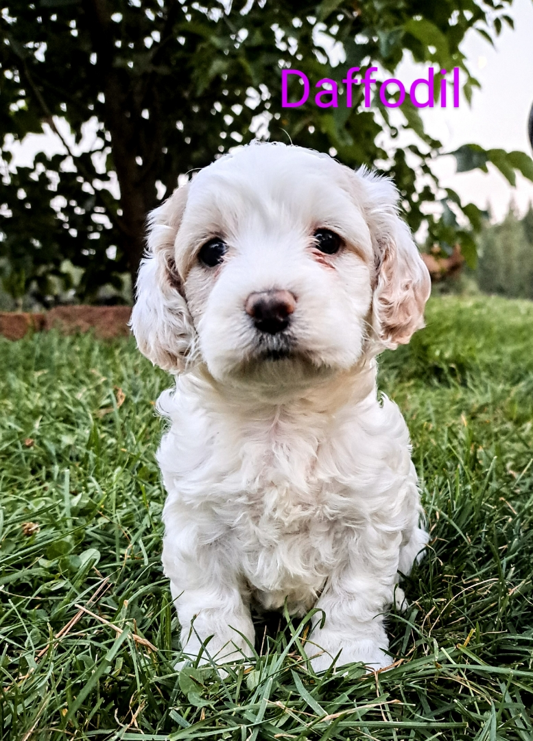 Mini Cockapoo Puppies! Three sweet Mini Cockapoo Puppies! Three sweet little pups left. 1 boy and 2 girls. These darling little babies have had all their vaccinations and have been loved and spoiled since birth. Raised with kids, dogs, cats, and ready for anything. 25 yrs experience. $1,700 208-415-2966 Sandpoint