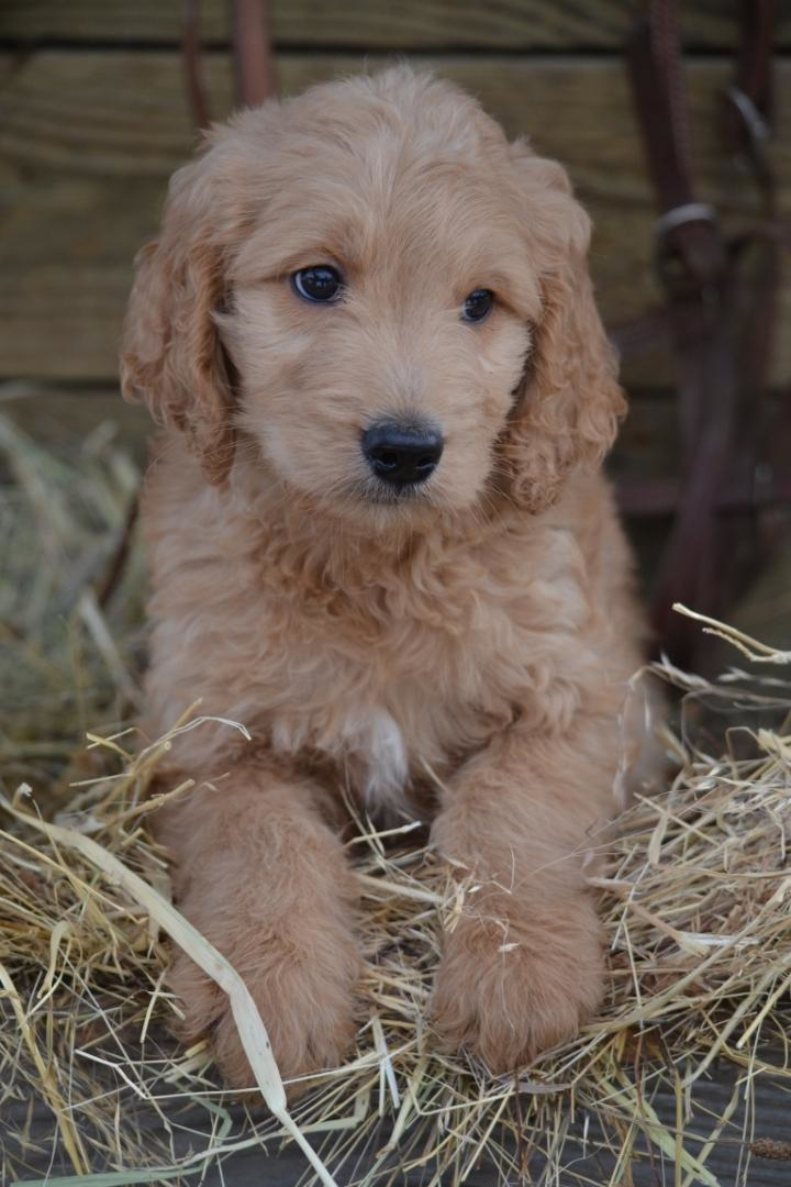 F1 Goldendoodle puppies. Farm and  F1 Goldendoodle puppies. Farm and family raised. Amazing temperament and wonderful lines. Health tested, O.F.A. tested parents at our home. Started training and also training options. All vaccinations, worming, and more. Over 20 years breeding experience. $950. 208-415-2965 Cocolalla