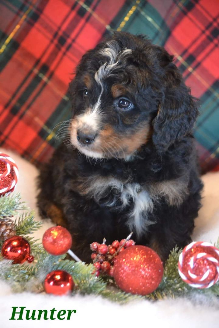 Bernedoodle Puppies Ready to be  Bernedoodle Puppies Ready to be part of your family. Sweet and calm raised with kids, cats, other dogs. Go home special tri colors $1,450. Blk and White $ 1,200. Experienced breeder. 208-415-2965 Cocolalla