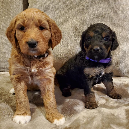 Adorable Goldendoodles Quality puppies, both  Adorable Goldendoodles Quality puppies, both parents are AKC registered. Cream, gold, black & white abstract and pure black - $900. Rare phantoms - $1,150. Two litters to choose from. Home-bred, sweet, loyal and smart. Many happy referrals. Will hold with deposit. 208-797-1112 CDA