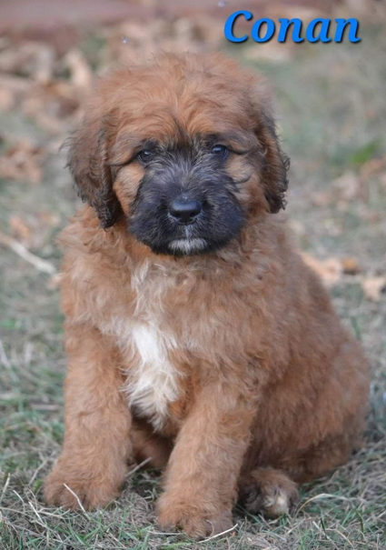 Meet Conan He is a  Meet Conan He is a very sweet 10 week old Saintberdoodle. He is loving, kind, and a ton of fun. He has been raised with kids, cats, and other dogs. $1000 208 415-2965 Cocolalla