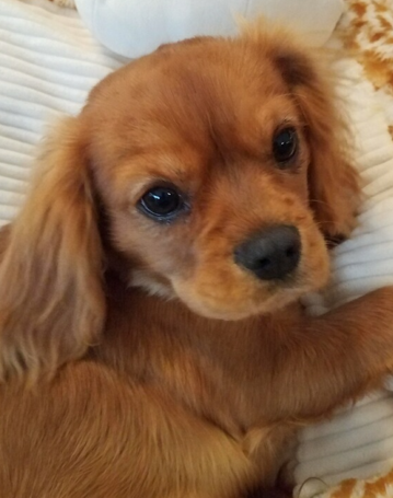 KING CHARLES CAVALIER TOY SPANIEL  KING CHARLES CAVALIER TOY SPANIEL HALF OFF HOLIDAY SALE!! Was $2,000..Now...$950!! WOW!! Happy, Healthy, Velvety Soft...&...POTTY TRAINED!! Shots & Puppy Kit...Waiting to make You Happy! The Perfect Present for You & your Family! 208-446-3832 CDA