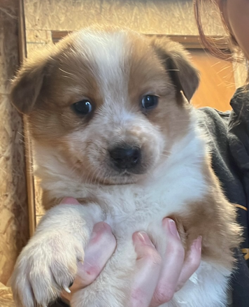 Australian Shepard X Red Heeler  Australian Shepard X Red Heeler Puppies. Ready for homes on Dec 10. Well socialized with kids and cats. Puppies will have 1st shots and be dewormed. $400 Call or text: 208-704-2314 CDA
