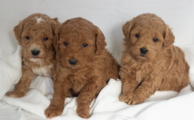 MINIATURE F1B GOLDENDOODLES Born 12/06/22  MINIATURE F1B GOLDENDOODLES Born 12/06/22 Current shots, vet check, health guarantee, leash and crate training. Parents OFA certified. $2,500 each. Taking deposits. Plains, MT Call or text: (406) 242-0634 Website: www.cuddlycompanions.co