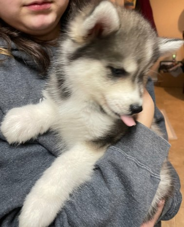 SELLING POMSKY PUPPY Come meet  SELLING POMSKY PUPPY Come meet an amazing Pomsky puppy. He is vet checked and healthy! Fun and playful loves kids and is super social. This precious puppy comes with the whole puppy package. Please call for more information. 208-964-2078 Post Falls