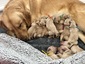GOLDEN RETRIEVER AKC PUPPIES <br>Health  GOLDEN RETRIEVER AKC PUPPIES  Health & Temperament Tested. Ready May 20. Priest River, ID. BMAGoldens@gmail.com $2,000   (208) 408 - 0826
