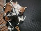 BEAGLE/SPRINGER PUPPIES <br>Born 12/26/22, first  BEAGLE/SPRINGER PUPPIES  Born 12/26/22, first shots with boosters given, doing great on potty training, handled and shown affection constantly, estimated to be about 40 pounds when grown, would make a great family member addition.    208-920-3722