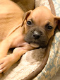 BOXER PUPPIES <br> Traditional BOXER PUPPIES <br> Traditional Fawn <br>Born 6/7/23 <br>4 puppies available and ready for loving homes <br>Serious families Only preferably boxer family or have owned boxers prior <br>Located in PF <br> Shelli 805-550-3732