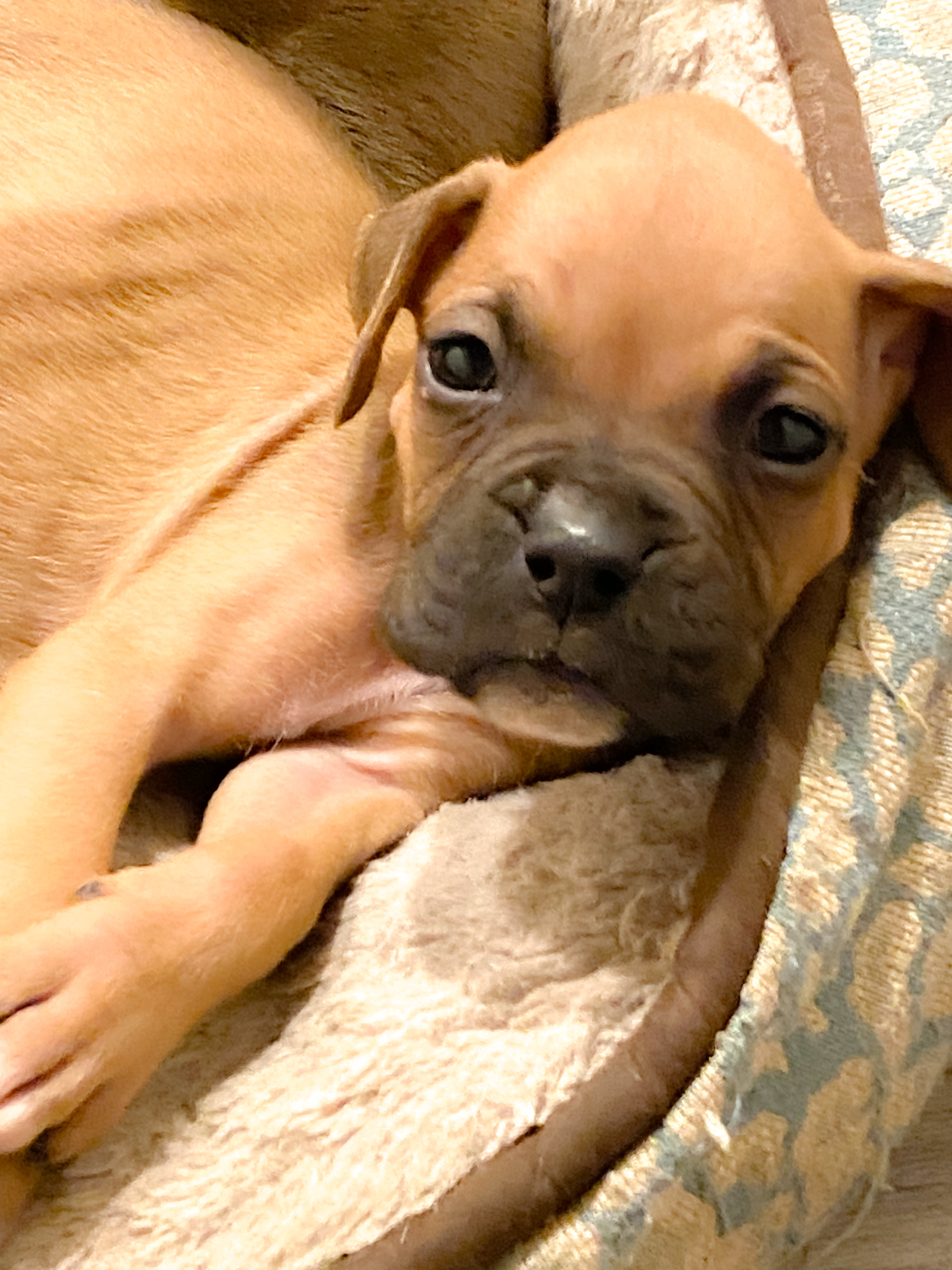 BOXER PUPPIES Traditional Fawn Born BOXER PUPPIES Traditional Fawn Born 6/7/23 4 puppies available and ready for loving homes. Serious families Only preferably boxer family or have owned boxers prior Located in PF Shelli 805-550-3732