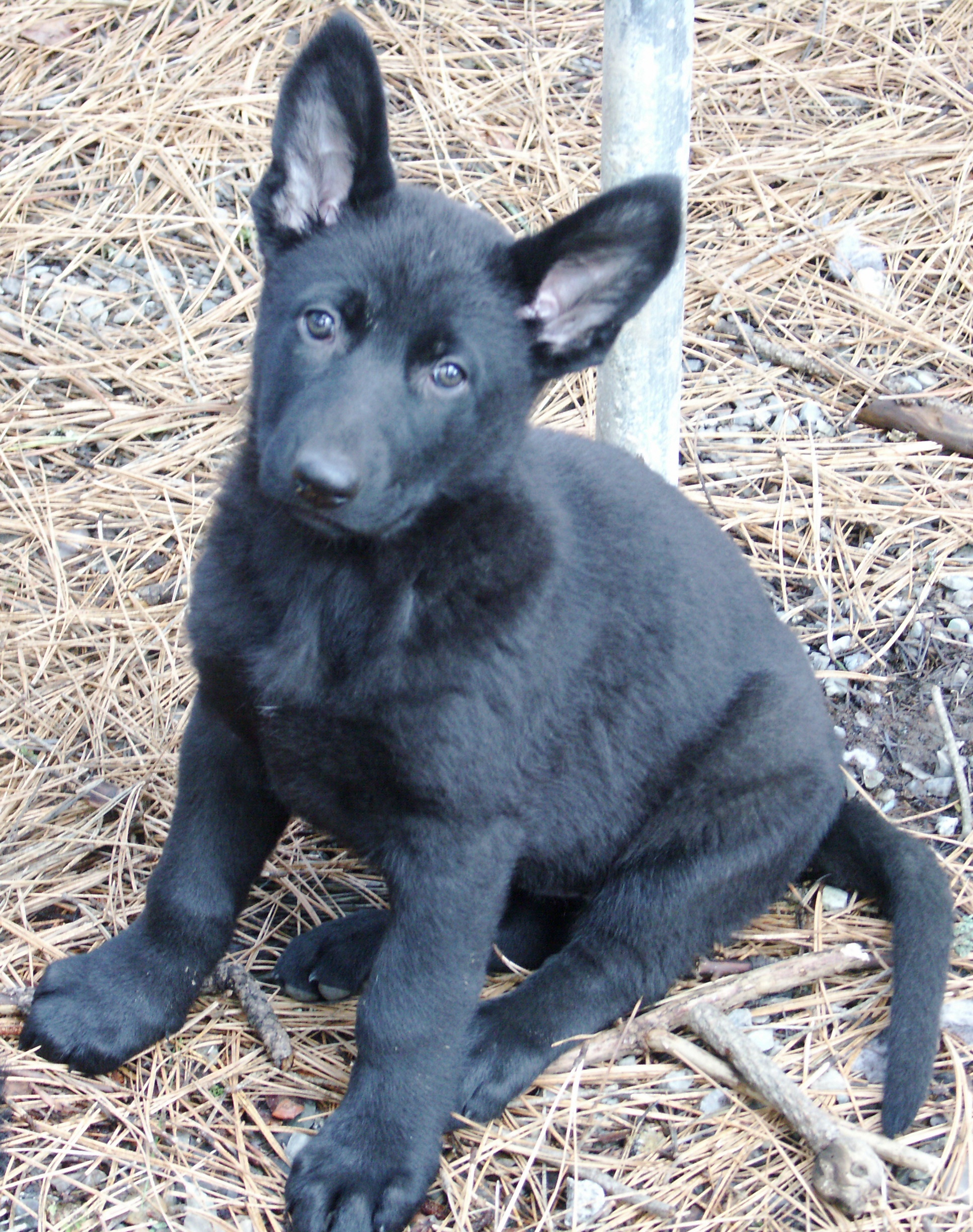 GOT PROTECTION? Rare Solid Black  GOT PROTECTION? Rare Solid Black AKC German Shepherd Puppies German/Czech bloodlines. $975 Trade or payments 208-664-3819 (landline) susan.elkmountainranch @gmail.com