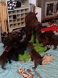  AKC LABRADOR RETRIEVER <br>   AKC LABRADOR RETRIEVER <br> AKC Labrador Retriever puppies 5 weeks old. Will be ready in 3 weeks (end of October) 4 males 3 females left. Sire and Dame on site. All puppies are pre registered. All puppies are black and chocolate labs.  <br>Females 1200 Males 1000.  <br> stick17dana17@gmail.com 7025562530 