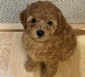 CHRISTMAS MINI GOLDENDOODLES! <br>Beautiful Mini  CHRISTMAS MINI GOLDENDOODLES!  Beautiful Mini Goldendoodle puppies.  These are super fun dogs. Play like a big dog, but snuggle like a little dog. Love kids and do great with other animals and best of all, do not shed! This is a repeat breeding with excellent reports coming from owners of the first litter. Both parents have passed health clearances and have no allergies or conditions. Will  Weigh between 10-20 pounds. Asking $2500 to approved homes. Pick your puppy out on Christmas and come pick it up 2 weeks later. More pictures and information on our Facebook  page: Smalle Creek Minidoodes.   509-671-1794