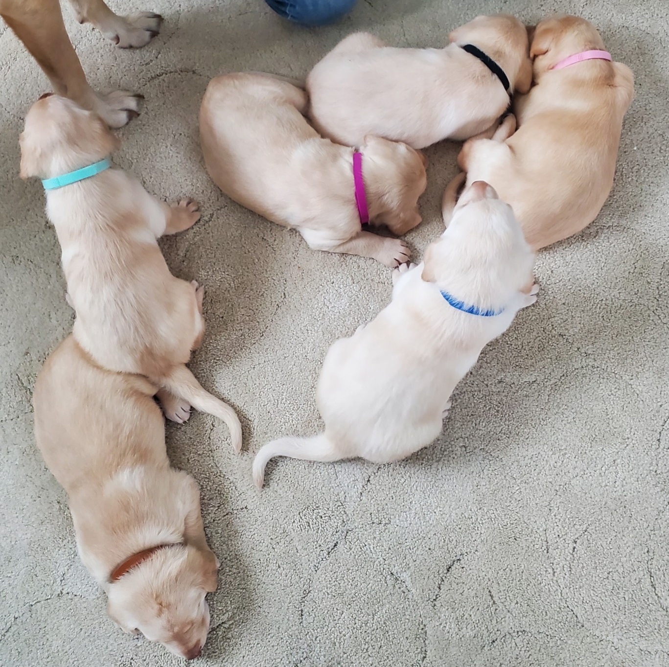 AKC YELLOW LABS Dewclaws removed  AKC YELLOW LABS Dewclaws removed first shot And vet check will be done 3 males 3 females Ready Dec. 21 Call or text 208-818-4335 CDA