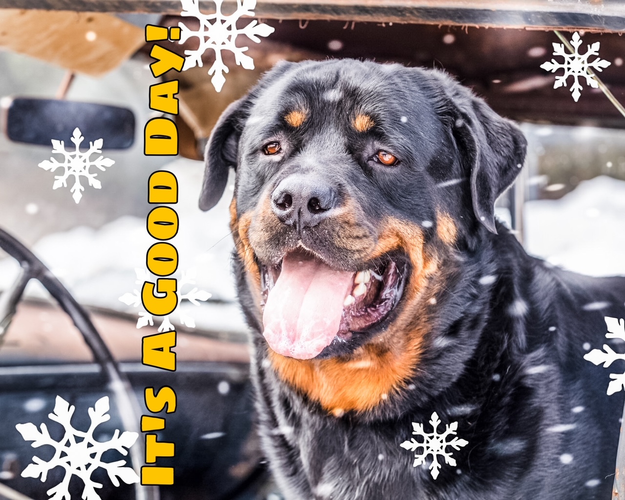 Herc Says: “HAVE A DOG-GONE  Herc Says: “HAVE A DOG-GONE GOOD DAY! Hercules the junkyard dog wants your unwanted vehicles! Call his people at Pegasus Auto Recycling to schedule free local vehicle removal. Cash paid for vehicles running or not. Call Pegasus Auto Recycling at 208-772-3791 and tell them Hercules sent you!