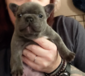 BLUE FRENCH BULLDOG PUPPIES <br>AKC  BLUE FRENCH BULLDOG PUPPIES  AKC Frenchie pups ready for Christmas!   Raised with Puppy Culture program.  Health tested parents. 3800 snowkissedfrenchbulldogs.com   208) 304 3587