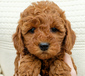 MINI GOLDENDOODLE PUPPIES WAITLIST <br>Inland  MINI GOLDENDOODLE PUPPIES WAITLIST  Inland Doodles Spring Waitlist are open! We are expecting mini and medium size goldendoodle puppies in March, ready to go home in May. Reserve your spot on a waitlist with a deposit. Lots of details, photos, and all the info is on our website, www.inlanddoodles.com   509-339-5698