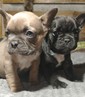 FRENCHTON PUPPIES <br>Frenchton Puppies. Two  FRENCHTON PUPPIES  Frenchton Puppies. Two males available. They will be 8 weeks old 1/26. They will have their first vaccines, dewormed and vet exam. They have been raised in my loving home with other dogs, cats and kids.    217-853-0775