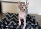  SATURN SPHYNX CATTERY <br>   SATURN SPHYNX CATTERY <br> Kitten available in nampa  <br> shots deworming microchip. <br> (986) 910-6169 