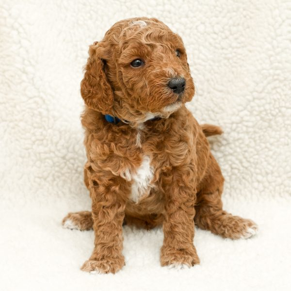 MINI GOLDENDOODLE PUPPIES Red color,  MINI GOLDENDOODLE PUPPIES Red color, ready to go 10/23. Health guaranteed, no-shed curly coats, super socialized, vet check, family raised. The friendliest temperaments in the world! Accepting deposits, several still available. Colbert. Call or Text: 509-339-5698 Full details on our website! www.inlanddoodles.com