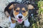 DNA TESTED AKC CORGI DNA TESTED AKC CORGI PUPS <br> DNA tested free of genetic disease Full AKC registered Pembroke Welsh Corgi pups. Tails docked, shots and wormed. Born on Father's Day! 5 girls, 1 boy. Herders or pets. I accept cash, cashier's check or Credit (Venmo or PayPal). $1200 <br> Gemmrig Farm, 208-627-3190, irishflower44@yahoo.com