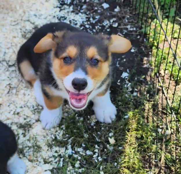 DNA TESTED AKC CORGI PUPS  DNA TESTED AKC CORGI PUPS DNA tested free of genetic disease Full AKC registered Pembroke Welsh Corgi pups. Tails docked, shots and wormed. Born on Father's Day! 5 girls, 1 boy. Herders or pets. I accept cash, cashier's check or Credit (Venmo or PayPal). $1200 Gemmrig Farm 208-627-3190 irishflower44@yahoo.com